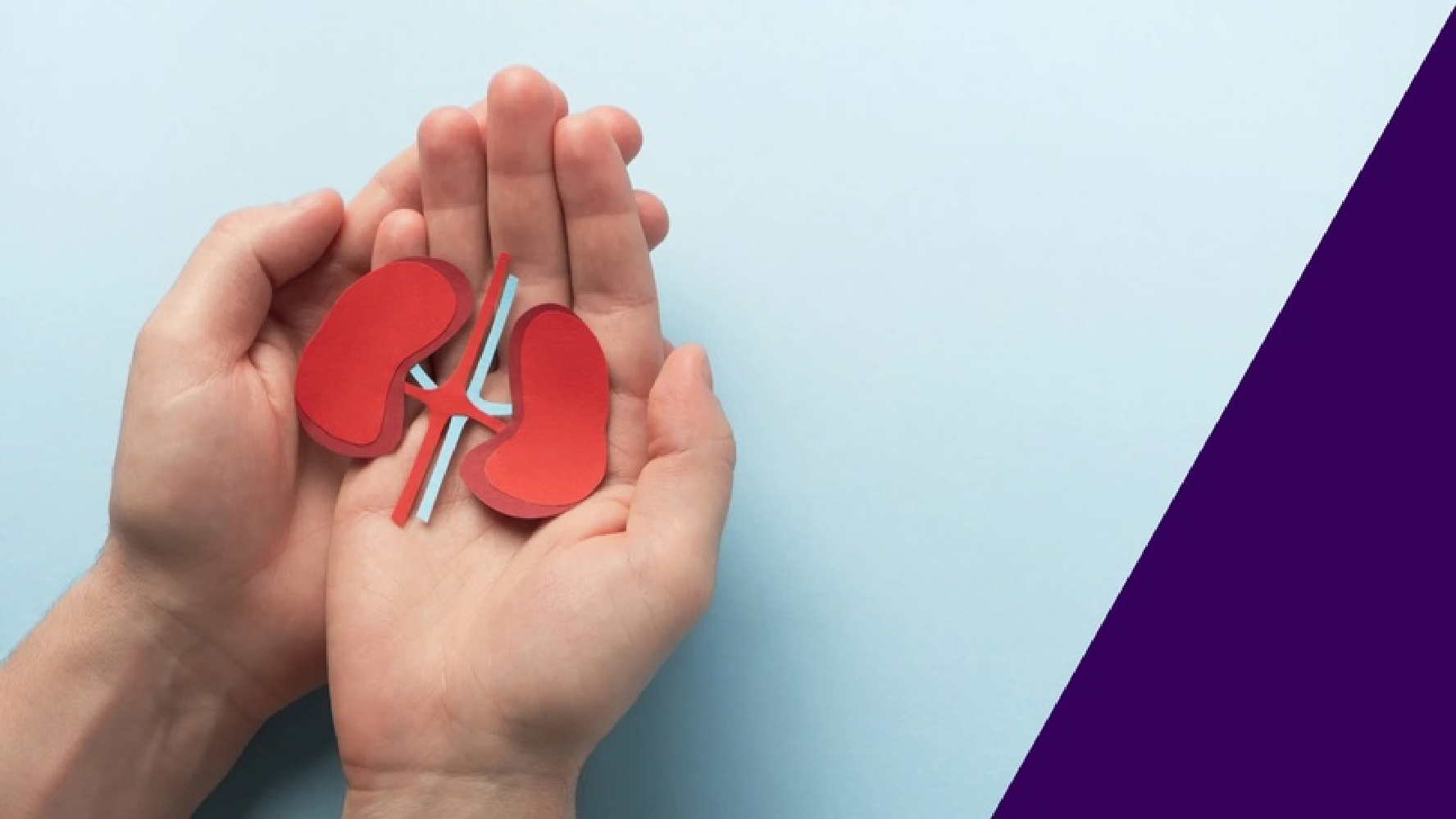 Hands holding model of kidneys representing kidney health and nephrology care in Maplewood MN