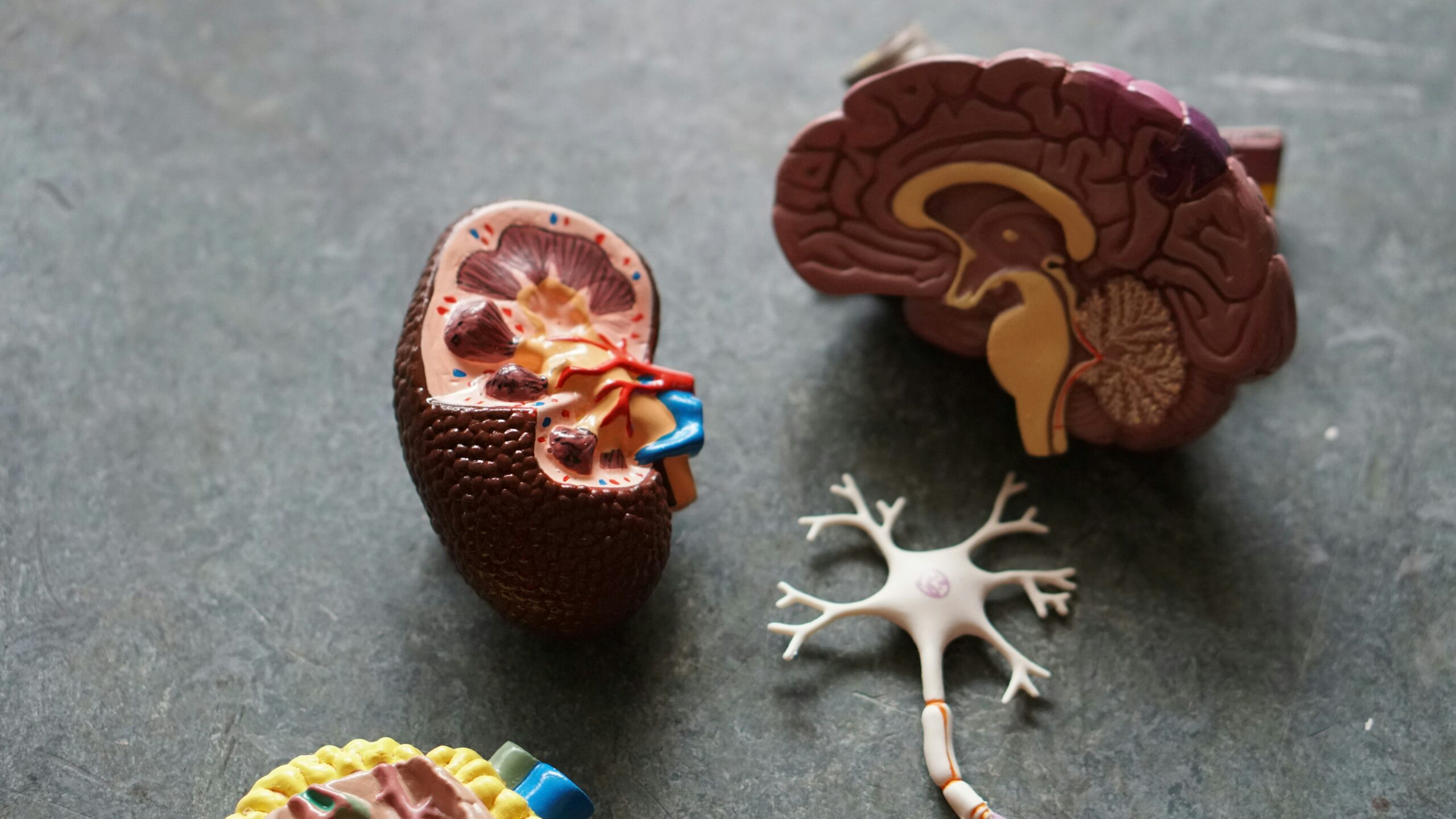 Kidney anatomy model and brain model for educational kidney care Maplewood MN