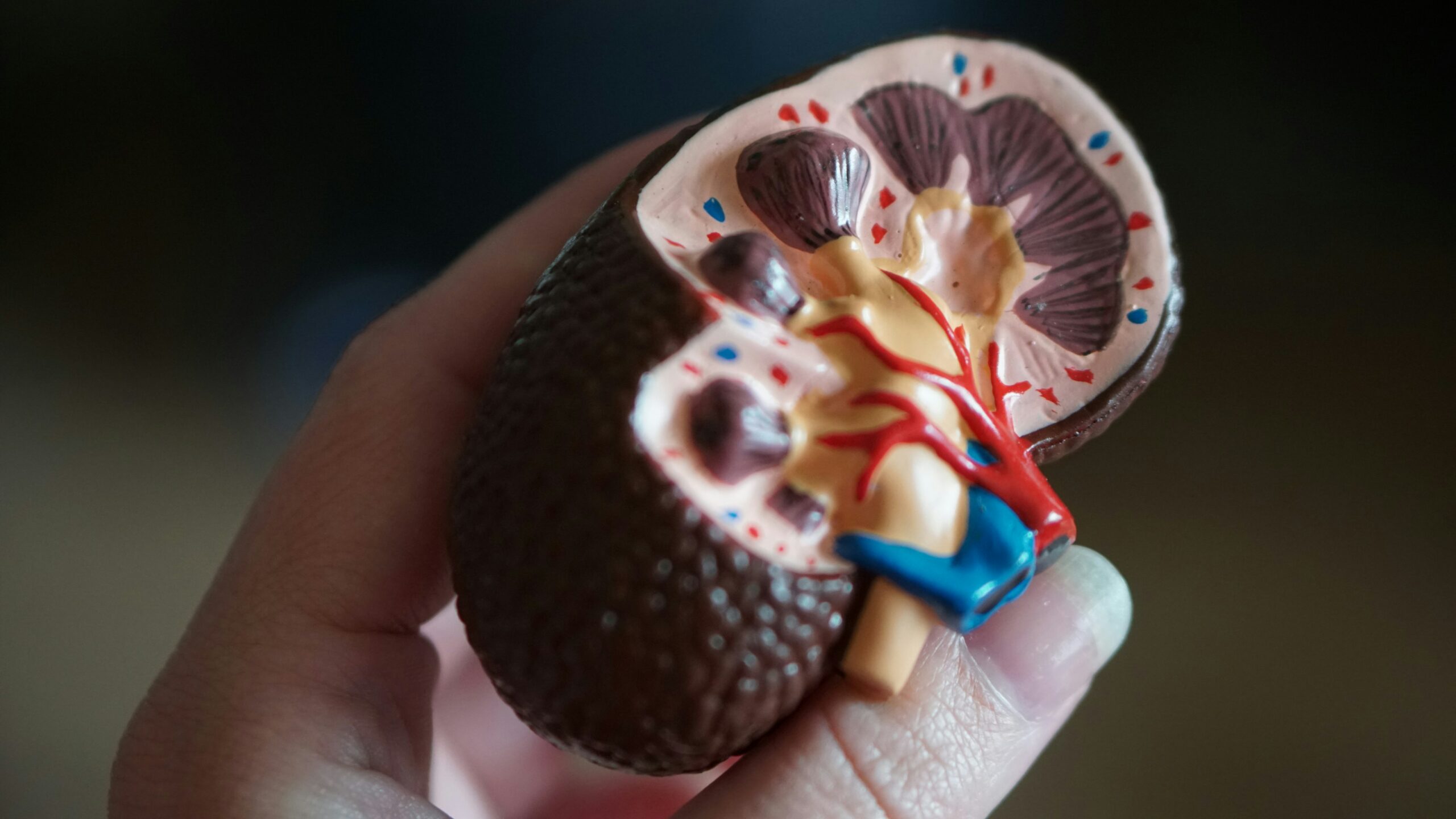 Kidney anatomy model in hand for kidney care and nephrology services Maplewood MN